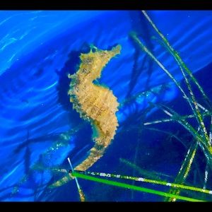 Meet your Posher, Natalie